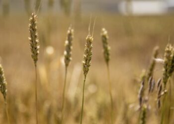 Trakya’da buğday rekoltesi 2 milyon 280 bin ton oldu