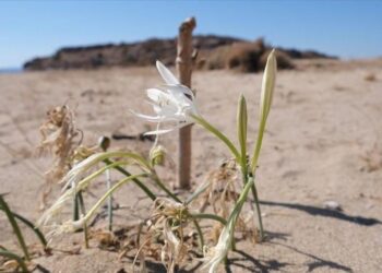 Ayvalık’ta koruma altındaki ‘kum zambakları’ çiçek açtı