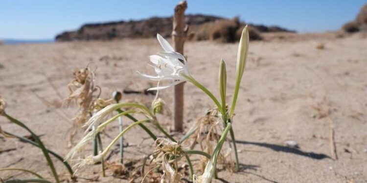 Ayvalık’ta koruma altındaki ‘kum zambakları’ çiçek açtı