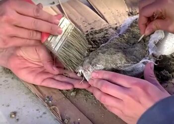 Şili’de 12 bin yıl öncesine ait fil kalıntıları bulundu