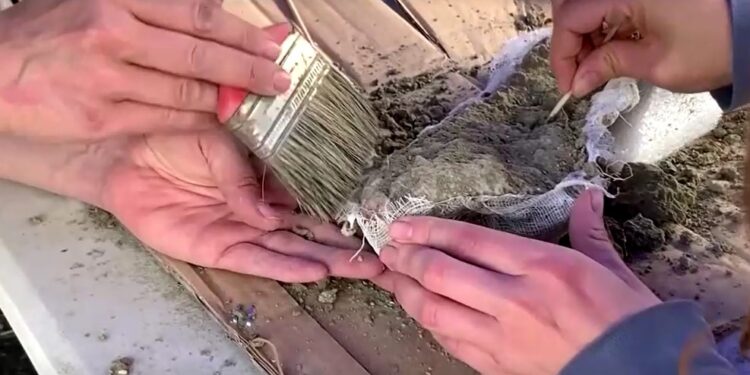 Şili’de 12 bin yıl öncesine ait fil kalıntıları bulundu