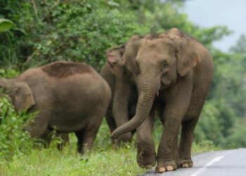 Tayland’da filler sosyal medyada canlı yayınlarla yem parası kazanıyor