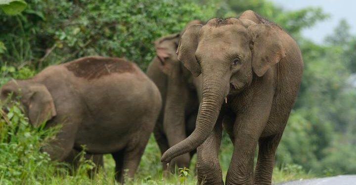Tayland’da filler sosyal medyada canlı yayınlarla yem parası kazanıyor