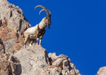 Yaban hayvanlarını koruma adımları yüzlerce türe kalkan oldu