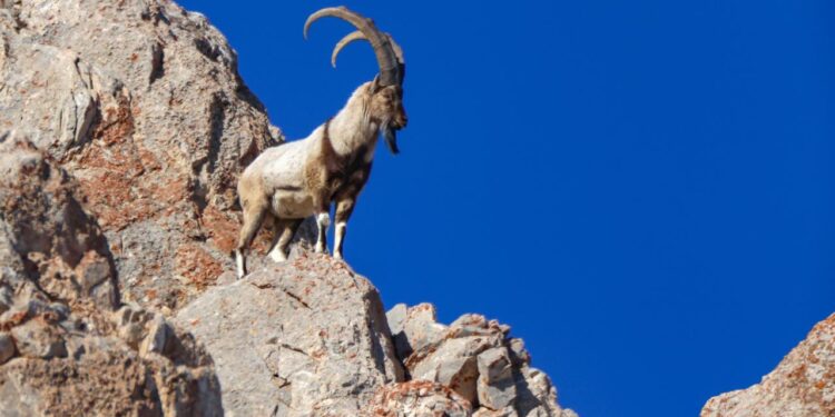 Yaban hayvanlarını koruma adımları yüzlerce türe kalkan oldu