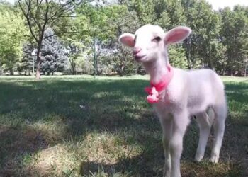 Satın aldığı kuzuya evladı gibi davranıyor