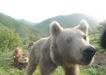 Yaban hayvanları doğal ortamlarında fotokapanlarla izleniyor