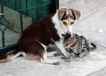 Yavru kediye annelik yapan köpek görenleri şaşırtıyor