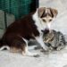 Yavru kediye annelik yapan köpek görenleri şaşırtıyor