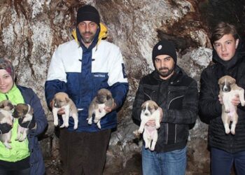 800 yıllık çınarın kovuğu 8 yavru köpeğe yuva oldu