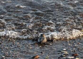 Mersin’de yavru caretta carettalar denizle buluşuyor