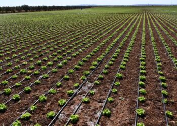 Modern sulama sistemleriyle yaklaşık 87 bin olimpik havuzluk su tasarrufu sağladılar