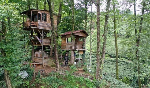 Ağaç gövdeleri arasına yaptı… İşte maliyeti!