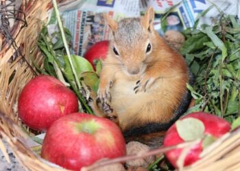 Çay ocağının maskotu: Boncuk