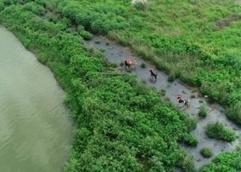 Tayvan’da sokak köpekleri drone’larla izlenmeye başlandı