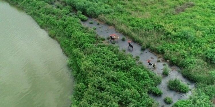 Tayvan’da sokak köpekleri drone’larla izlenmeye başlandı