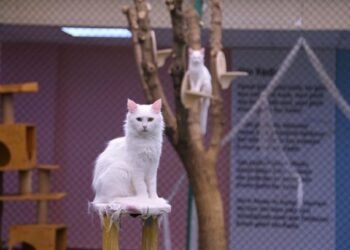 Yabancı turistlerden Van kedilerine ilgi