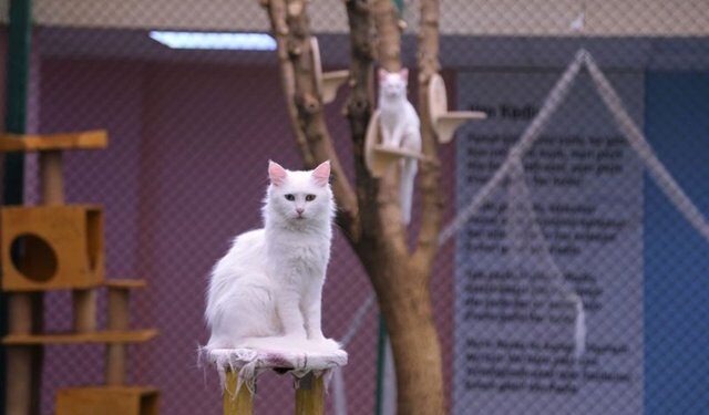 Yabancı turistlerden Van kedilerine ilgi