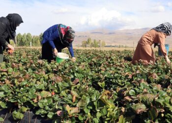 Ağrı’da “çilek yetişmez” denilen arazide tonlarca çilek üretildi