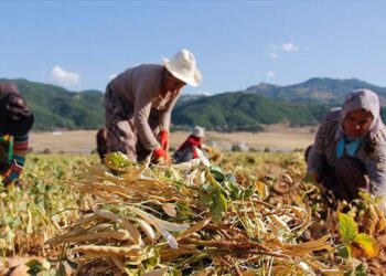 ÇKS’deki kadın çiftçi sayısı 290 bine yaklaştı