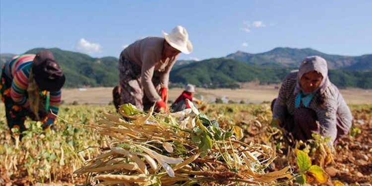 ÇKS’deki kadın çiftçi sayısı 290 bine yaklaştı