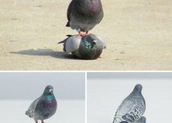 Sosyal medyada fenomen olmuşlardı… İlginç çalışma