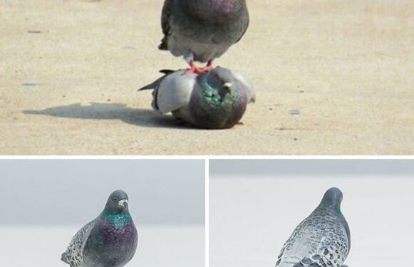 Sosyal medyada fenomen olmuşlardı… İlginç çalışma