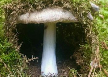 Doğada bulup sosyal medyada paylaştılar