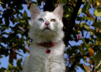 Van Kedi Villası’nda 2023 doğumları için çalışmalara başlandı