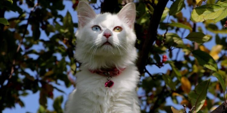 Van Kedi Villası’nda 2023 doğumları için çalışmalara başlandı