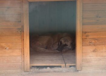 Sivas kurduğu ‘Hayvan Oteli’ ile örnek oluyor