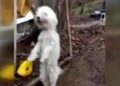 Sevimli köpek kemençe sesini duyunca horon oynuyor