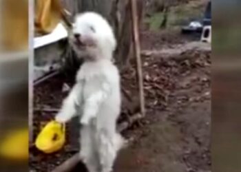 Sevimli köpek kemençe sesini duyunca horon oynuyor