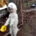 Sevimli köpek kemençe sesini duyunca horon oynuyor