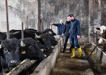 Manda Islahı projesiyle yetiştiricilere 11 yılda 225 milyon lira destek