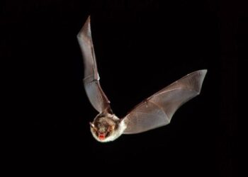 Hayvanlar aleminde “death metal” keşfi: Yarasalar