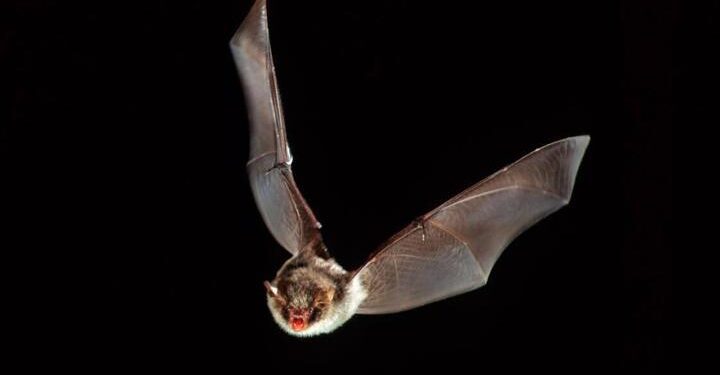 Hayvanlar aleminde “death metal” keşfi: Yarasalar