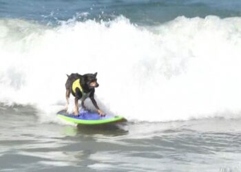 California’nın sevimli sörfçü köpekleri
