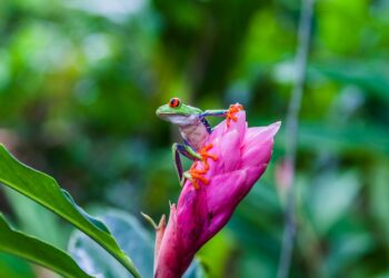 Ekvador’da 6 yeni kurbağa türü keşfedildi