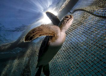 İletişim kuramadığı düşünülen bazı deniz hayvanlarının sesli iletişimi tespit edildi