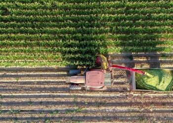 Tahıl ve meyve üretiminde artış bekleniyor