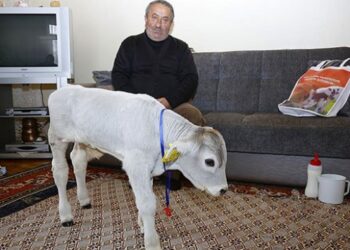 Prematüre buzağı ‘Ümitcan’ı evinde besliyor