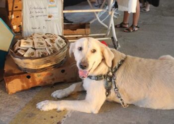 Sokak hayvanları yararına festival düzenlendi