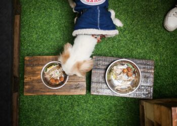 Dünyanın ilk köpek restoranı Bolivya’da açıldı