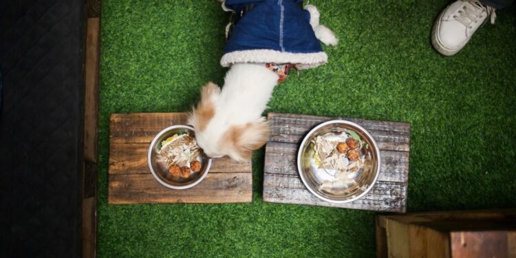 Dünyanın ilk köpek restoranı Bolivya’da açıldı