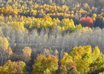 Sarıkamış ormanlarında sarı, yeşil ve kızılın tonlarında sonbaharın güzelliği yaşanıyor