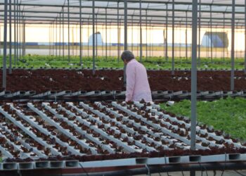 Topraksız tarımla 21 dönümde 210 dönüme denk ürün yetiştiriyor