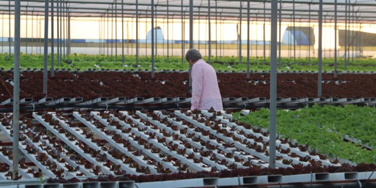 Topraksız tarımla 21 dönümde 210 dönüme denk ürün yetiştiriyor