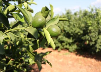 Organik ve iyi tarım uygulamalarına 2 milyar lira destek verildi