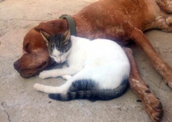 Kedi ve köpek dostluklarıyla iç ısıtıyor